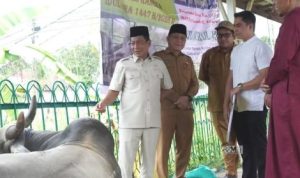 Bupati Murung Raya Serahkan Bantuan Sapi Kurban, Satu Ekor Bantuan Dari Presiden RI