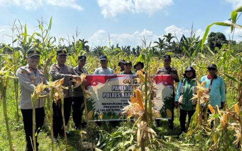 Panen Raya Jagung 34 Ton, Bukti Dukungan Polri untuk Ketahanan Pangan
